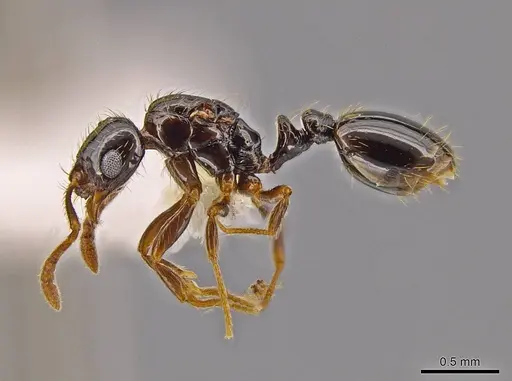 Megalomyrmex drifti specimen CASENT0624999 image casent0624999_3