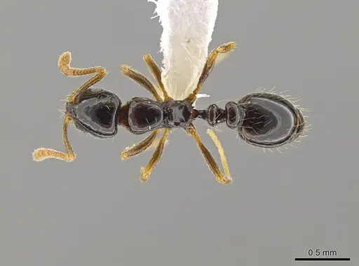 Megalomyrmex drifti specimen CASENT0630914 image casent0630914_1