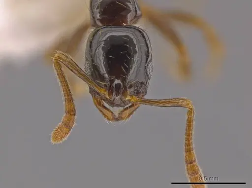 Megalomyrmex drifti specimen CASENT0630914 image casent0630914_2