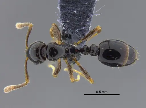 Megalomyrmex drifti specimen CBUMAGENT41865 image cbumagent41865_1