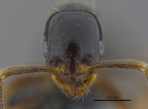 Megalomyrmex drifti specimen CBUMAGENT41865 image cbumagent41865_2