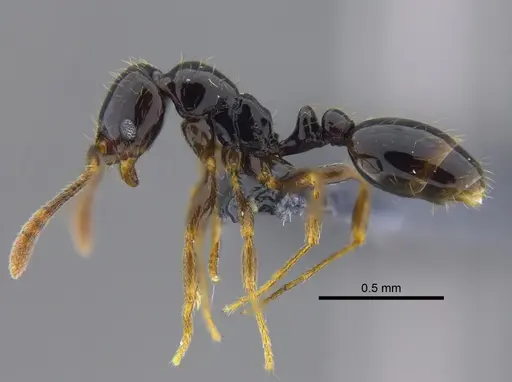 Megalomyrmex drifti specimen CBUMAGENT41865 image cbumagent41865_3