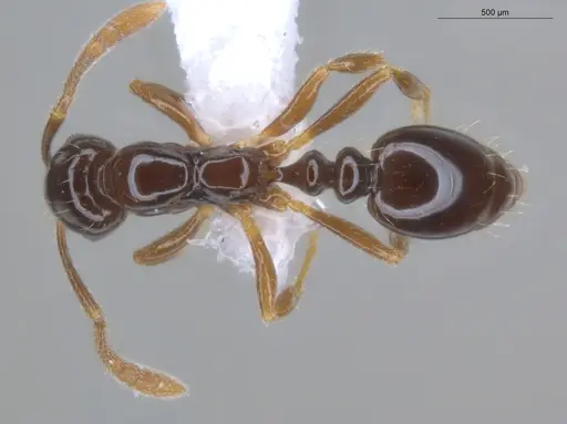 Megalomyrmex drifti specimen ECOFOG-MI15-0168-21 image ecofog-mi15-0168-21_1