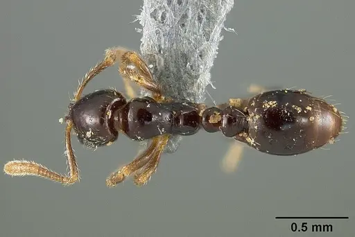 Megalomyrmex drifti specimen USNMENT00445645 image usnment00445645_1