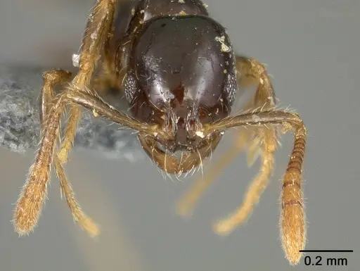 Megalomyrmex drifti specimen USNMENT00445645 image usnment00445645_2