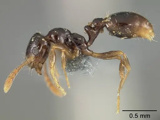 Megalomyrmex drifti specimen USNMENT00445645 image usnment00445645_3