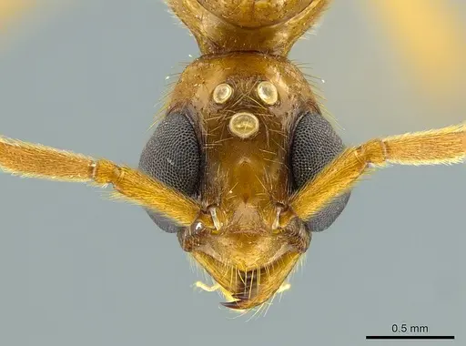 Megalomyrmex foreli specimen CASENT0615189 image casent0615189_1