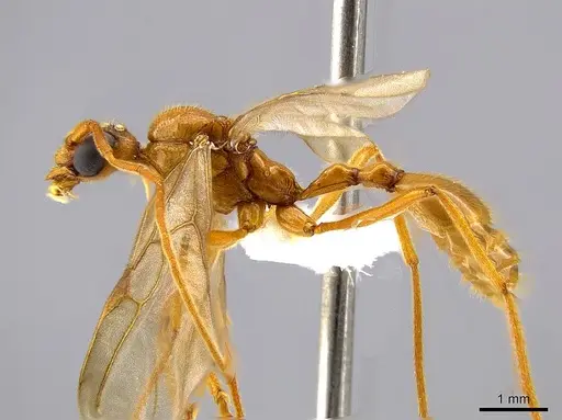 Megalomyrmex foreli specimen CASENT0615189 image casent0615189_2