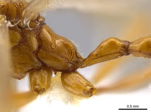 Megalomyrmex foreli specimen CASENT0615189 image casent0615189_3