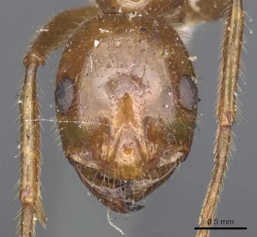 Megalomyrmex foreli specimen CASENT0902330 image casent0902330_2