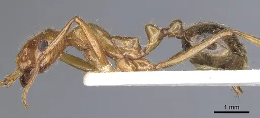 Megalomyrmex foreli specimen CASENT0902330 image casent0902330_3