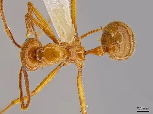 Megalomyrmex foreli specimen JTLC000003356 image jtlc000003356_1