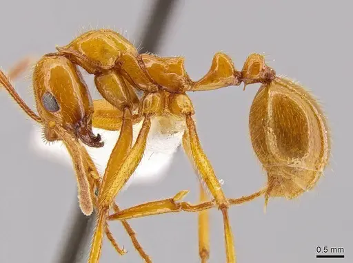 Megalomyrmex foreli specimen JTLC000003356 image jtlc000003356_5