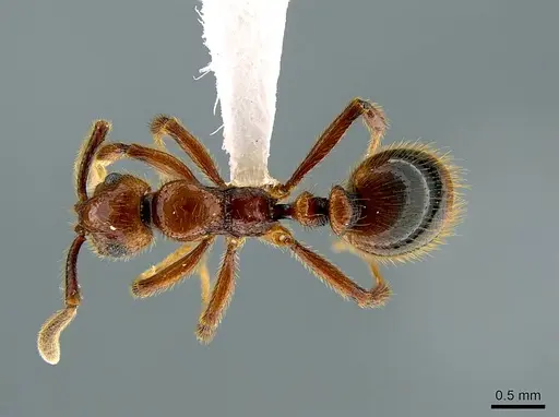 Megalomyrmex fungiraptor specimen CASENT0629661 image casent0629661_1