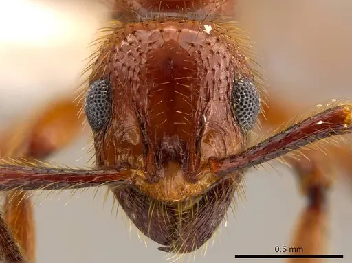 Megalomyrmex fungiraptor specimen CASENT0629661 image casent0629661_2