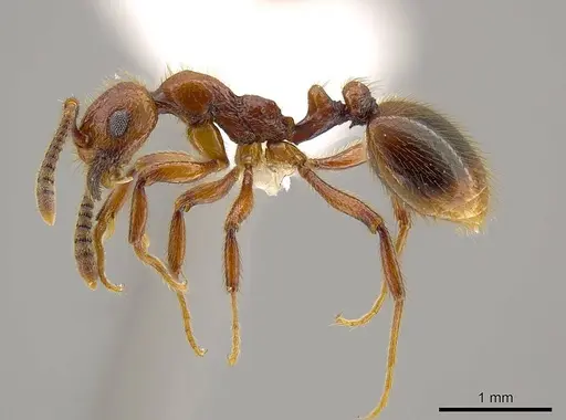 Megalomyrmex fungiraptor specimen CASENT0629661 image casent0629661_3