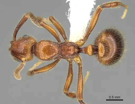Megalomyrmex fungiraptor specimen CASENT0629662 image casent0629662_1