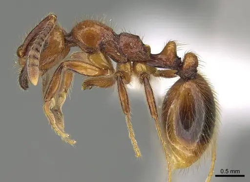 Megalomyrmex fungiraptor specimen CASENT0629662 image casent0629662_3
