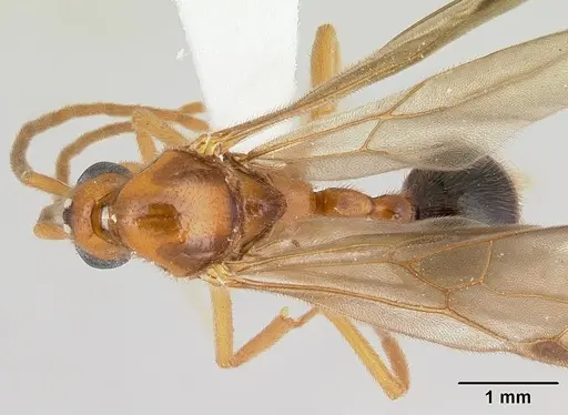 Megalomyrmex glaesarius specimen CASENT0173981 image casent0173981_1