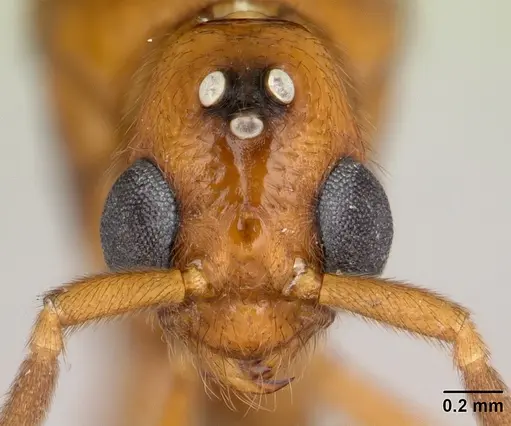 Megalomyrmex glaesarius specimen CASENT0173981 image casent0173981_2