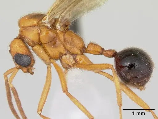 Megalomyrmex glaesarius specimen CASENT0173981 image casent0173981_3