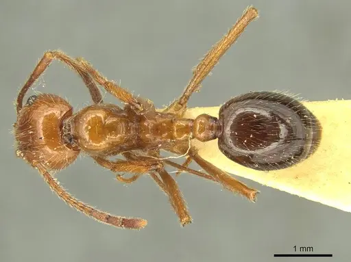 Megalomyrmex glaesarius specimen CASENT0916037 image casent0916037_1