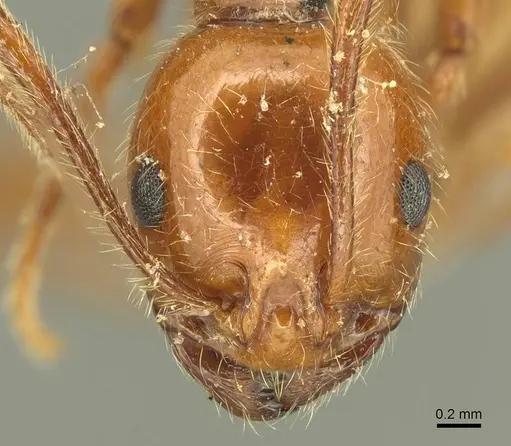 Megalomyrmex glaesarius specimen CASENT0916037 image casent0916037_2