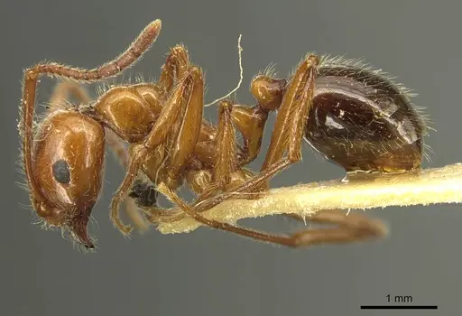Megalomyrmex glaesarius specimen CASENT0916037 image casent0916037_3
