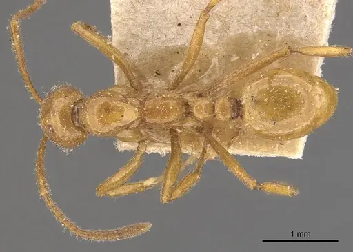 Megalomyrmex goeldii specimen CASENT0908785 image casent0908785_1