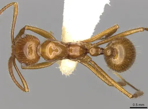 Megalomyrmex goeldii specimen CASENT0914058 image casent0914058_1