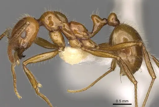 Megalomyrmex goeldii specimen CASENT0914058 image casent0914058_3