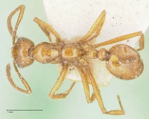 Megalomyrmex goeldii specimen FOCOL1759 image focol1759_1