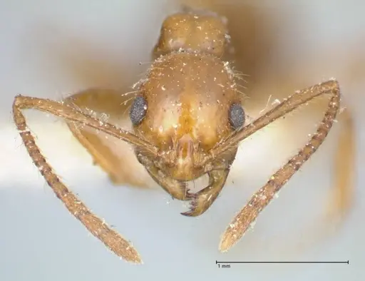 Megalomyrmex goeldii specimen FOCOL1759 image focol1759_2