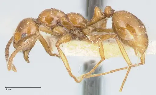Megalomyrmex goeldii specimen FOCOL1759 image focol1759_3