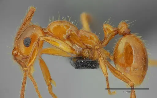 Megalomyrmex goeldii specimen UFV-LABECOL-000330 image ufv-labecol-000330_2