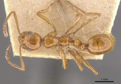 Megalomyrmex iheringi specimen CASENT0908786 image casent0908786_1