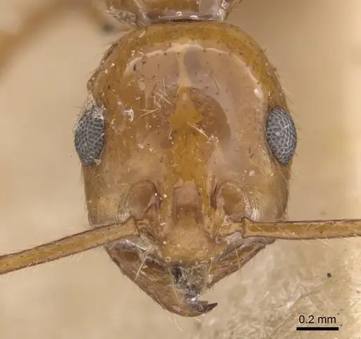 Megalomyrmex iheringi specimen CASENT0908786 image casent0908786_2