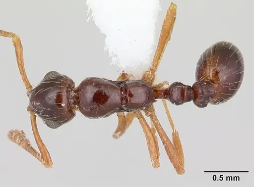 Megalomyrmex incisus specimen CASENT0173975 image casent0173975_1