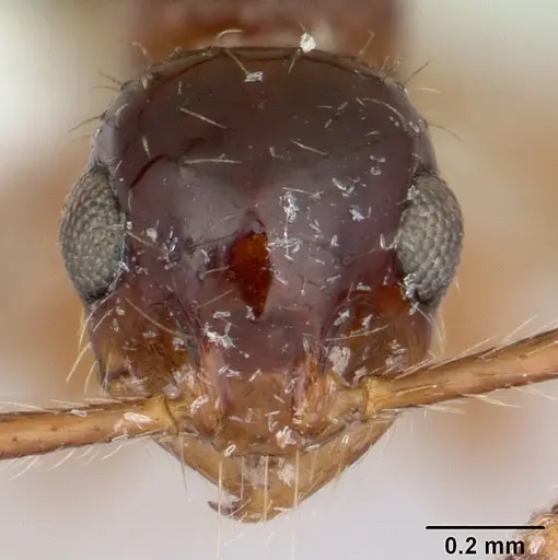 Megalomyrmex incisus specimen CASENT0173975 image casent0173975_2