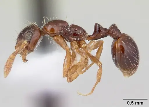 Megalomyrmex incisus specimen CASENT0173975 image casent0173975_3