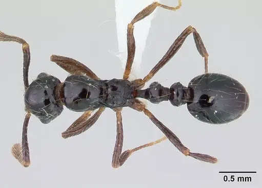 Megalomyrmex incisus specimen CASENT0178668 image casent0178668_1