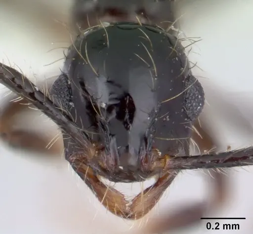 Megalomyrmex incisus specimen CASENT0178668 image casent0178668_2