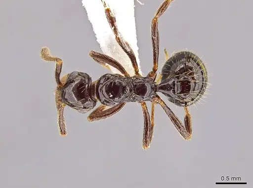 Megalomyrmex incisus specimen CASENT0601730 image casent0601730_1