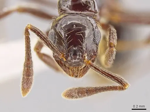 Megalomyrmex incisus specimen CASENT0601730 image casent0601730_2