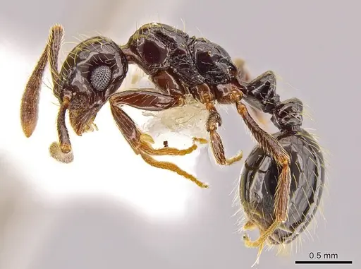 Megalomyrmex incisus specimen CASENT0601730 image casent0601730_3