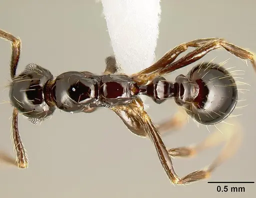 Megalomyrmex incisus specimen CASENT0611424 image casent0611424_1