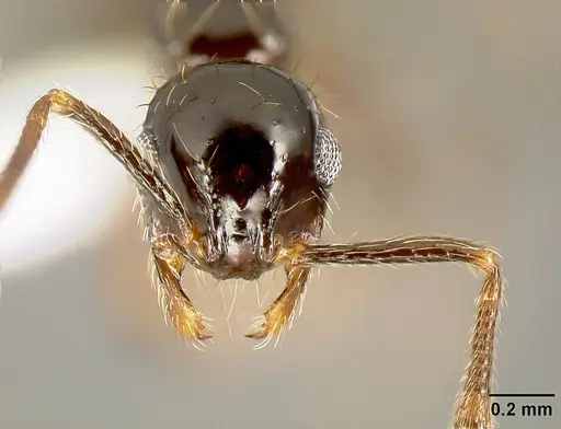 Megalomyrmex incisus specimen CASENT0611424 image casent0611424_2