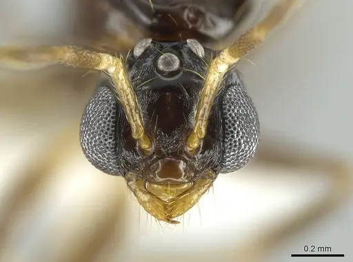Megalomyrmex incisus specimen CASENT0614216 image casent0614216_1