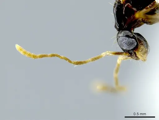 Megalomyrmex incisus specimen CASENT0614216 image casent0614216_2