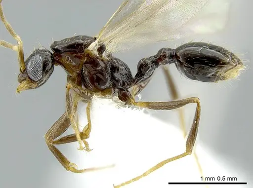 Megalomyrmex incisus specimen CASENT0614216 image casent0614216_3